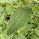 Amaranthus powellii Blatt