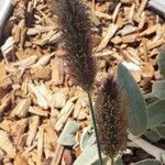 Lagurus ovatus Fleur