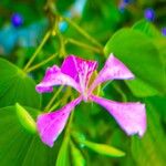 Bauhinia monandra Цвят