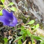 Campanula lasiocarpa Blatt