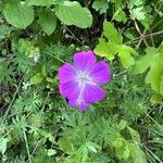 Geranium sanguineum Цвят