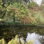 Cotoneaster coriaceus Habitat