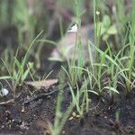 Utricularia arenaria Yeri