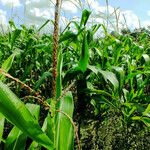 Zea mays Flower