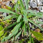 Pilosella piloselloides Leaf