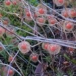 Physalis alkekengi Fruchs