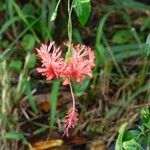 Hibiscus schizopetalus 花