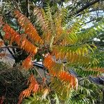 Rhus typhinaBlad