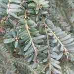 Taxus brevifolia Лист