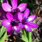 Babiana angustifolia Blomma