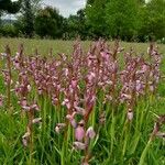 Serapias lingua Flor