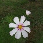 Cosmos bipinnatusFlower