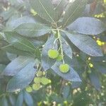 Arbutus unedo Leaf