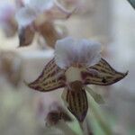 Polystachya odorata Flower