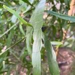 Muehlenbeckia platyclada Blad