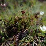 Juncus duthiei Habitat