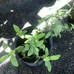 Ruellia caroliniensis Leaf