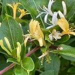 Lonicera japonicaBlomst