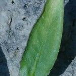 Damasonium alisma Leaf