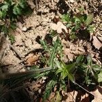 Biscutella lima Leaf