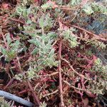 Patellifolia procumbens Habit