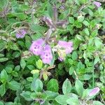 Clinopodium alpinumFleur