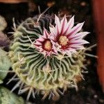 Stenocactus multicostatus Flower