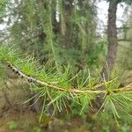 Larix occidentalis Leaf