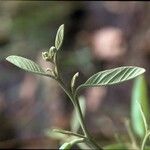 Annona senegalensis Casca