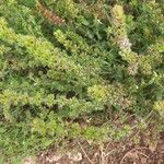 Sideritis montana Fula
