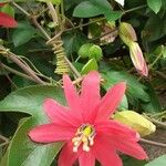 Passiflora manicata 花