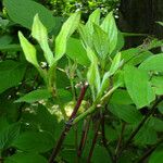 Cornus rugosa Foglia