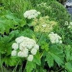 Heracleum lanatum Квітка