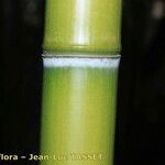 Phyllostachys viridiglaucescens خشب