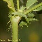 Medicago rigidula Ekosanga