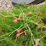 Penstemon pinifolius