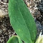 Polygonum arenastrum Leaf