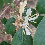 Lonicera maackii Blomst