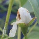 Psidium guineense Fruit