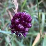 Allium rotundum Blodyn
