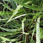 Oenothera stricta Leaf