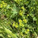 Alchemilla monticola Blüte