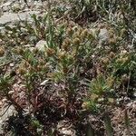 Plantago afra Облик