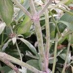 Monarda punctata Bark