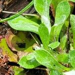 Antennaria plantaginifolia Levél