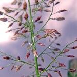 Eragrostis tenella Fruit