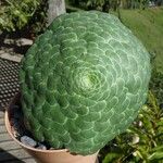 Aeonium tabulaeforme Лист