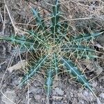 Ptilostemon casabonae Leaf