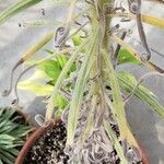 Echium wildpretii Blad