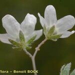 Omphalodes linifolia Fleur